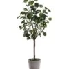 Safavieh Faux Polyscias Fruticosa Potted Tree Home -Safavieh Sales Store 3050966898 RLLD 1